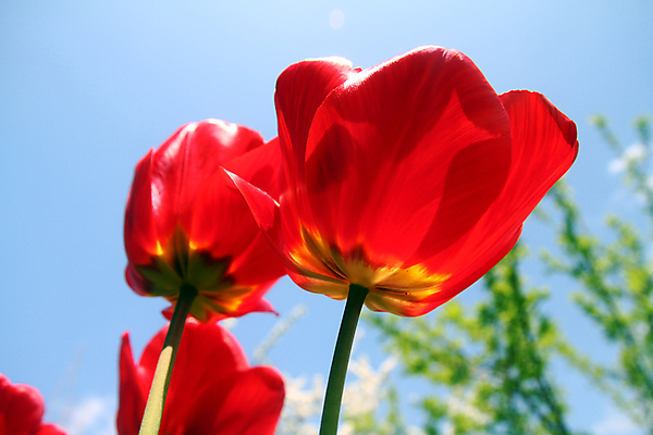 포토 JPG 해외이미지 꽃잎 꽃 백그라운드 사람없음 튤립 해외포토 식물 파일형식 이미지허브