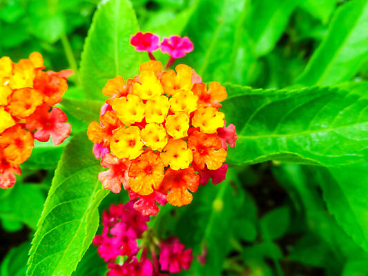 포토 JPG 해외이미지 식물 캐릭터 계절 공원 꽃잎 꽃 아시아 분홍색 백그라운드 잎 꽃무늬 오렌지 자연 사람없음 야외 장식 빨간색 초록색 울타리 컬러풀 뷰티 정원 봄 벚꽃 직물 개화 황금 허브 관목 묘사 내추럴 해외포토 나무 공공시설 나라 컬러 무늬 과일 담장 생태계 파일형식 이미지허브