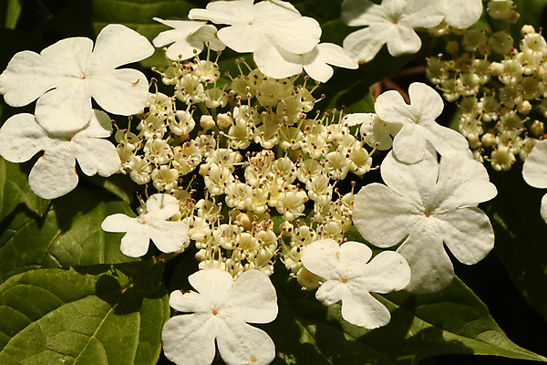 포토 JPG 해외이미지 식물 꽃잎 꽃 줄기 자연 씨앗 사람없음 뷰티 민들레 그리너리 해외포토 생태계 파일형식 트랜드컬러 이미지허브