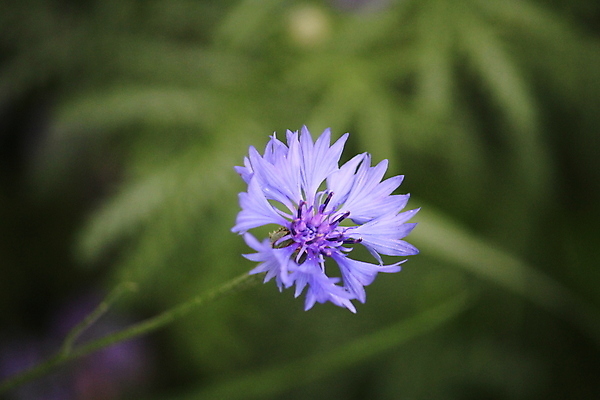 포토 JPG 해외이미지 꽃 사람없음 초록색 파란색 정원 벚꽃 수레국화 해외포토 식물 컬러 파일형식 이미지허브