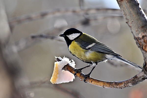 포토 JPG 해외이미지 동물 조류 사람없음 견과류 덩굴 깃털 부리 참새 해외포토 식물 파일형식 이미지허브