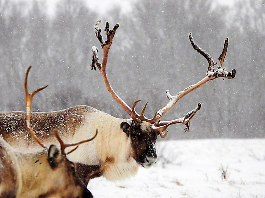 포토 JPG 해외이미지 주간 야생동물 겨울 사슴 노르웨이 풍경 사람없음 야외 해외포토 자연요소 동물 계절 유럽 포유류 파일형식 이미지허브
