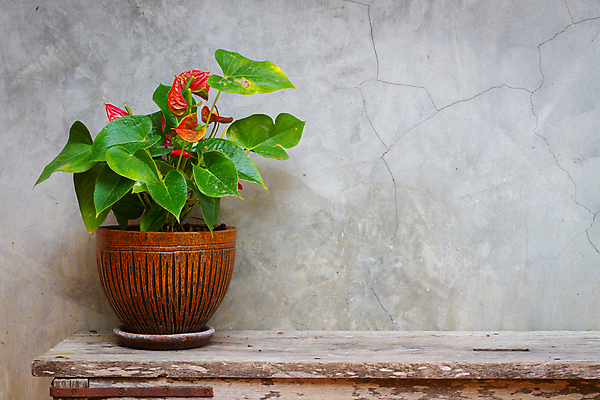 포토 JPG 해외이미지 식물 꽃 화분 화초 벽 가구 잎 탁자 휴식 선반 바닥 주택 실내 사람없음 내부 목재 장식 초록색 주방 정원 방 성장 시골 신선 냄비 컨테이너 오브젝트 원예 질감 내추럴 심기 콘크리트 스타일 카피스페이스 해외포토 나무 산업 컬러 생활용품 컨셉 재료 모션 취미 건물 공백 솥 파일형식 이미지허브