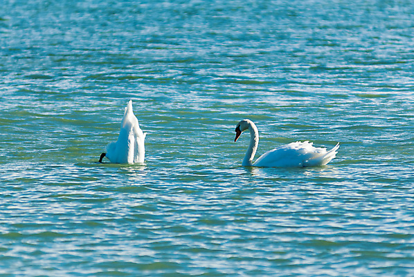 포토 JPG 해외이미지 동물 응시 호수 물결 야생동물 파도 바다 2 자연 조류 표면 사람없음 야외 물 파란색 환경 수영 젖음 흰색 쌍 우아함 다이빙 꼬리 백조 물새 내추럴 동물상 벙어리 해외포토 자연요소 시선 컬러 컨셉 조형물 수상스포츠 생태계 수중스포츠 파일형식 이미지허브