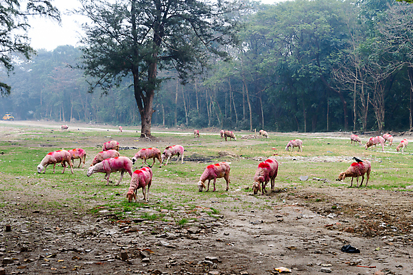 포토 JPG 해외이미지 야생동물 여행 농업 산 사람없음 야외 초록색 여름 갈색 가축 고요 봄 목장 활발 소고기 가을 농촌 양 양치기 카우보이 볏짚 숲 방목 먹기 언덕 송아지 평야 해외포토 동물 직업 계절 산업 새끼 컬러 컨셉 포유류 모션 자연 육류 시골 소 짚 축산업 파일형식 이미지허브