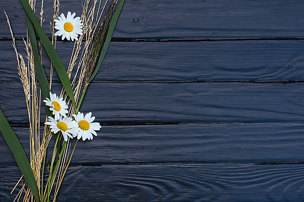 포토 JPG 해외이미지 식물 꽃잎 꽃 꽃무늬 자연 프레임 사람없음 초록색 파란색 뷰티 노란색 봄 벚꽃 흰색 신용카드 P 데이지 고립 캐모마일 해외포토 알파벳 계절 컬러 무늬 금융 허브 생태계 파일형식 이미지허브