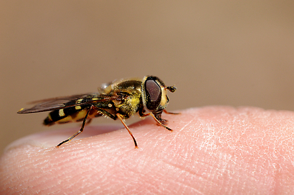 포토 JPG 해외이미지 동물 곤충 자연 사람없음 생물학 해외포토 교육 생태계 파일형식 이미지허브