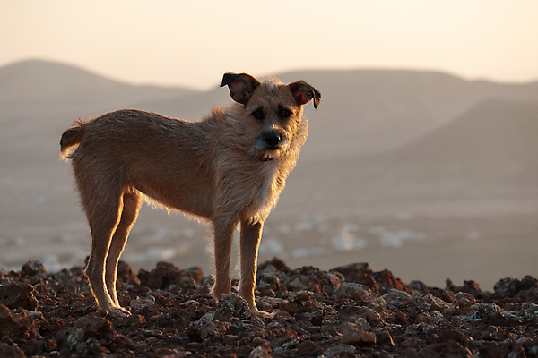 포토 JPG 해외이미지 동물 응시 포유류 자연 사람없음 야외 반려동물 가축 일몰 우정 개 강아지 육식동물 송곳니 해외포토 시선 친구 노을 치아 생태계 파일형식 이미지허브