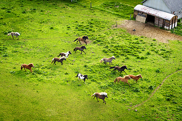 포토 JPG 해외이미지 동물 포즈 백그라운드 밭 포유류 모션 자연 풍경 사람없음 야외 초록색 여름 빛 달리기 햇빛 뷰티 농장 갈색 맑음 힘 목장 미니어처 자유 흰색 시골 그룹 승마 군중 방목 속도 갈기 조랑말 무료 해외포토 계절 스포츠 컬러 컨셉 농업 날씨 사람 태양 모형 말_동물 축산업 생태계 파일형식 이미지허브