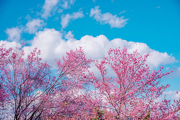 포토 JPG 해외이미지 나무 식물 계절 꽃잎 꽃 분홍색 백그라운드 겨울 꽃무늬 태국 자연 벽지 하늘 사람없음 장식 컬러풀 일본 고요 봄 벚꽃 흰색 나뭇가지 신선 개화 체리 선택 소프트포커스 부드러움 거인 내추럴 꽃수술 엘리먼트 히말라야 해외포토 아시아 컬러 컨셉 무늬 과일 촬영기법 감각 생태계 파일형식 산맥 이미지허브