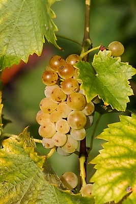 포토 JPG 해외이미지 식물 계절 열매 음식 잎 농업 과일 재료 자연 포도 디저트 건강 사람없음 초록색 와인 보라색 식사 주스 수확 가을 나뭇가지 신선 그룹 맛 다발 유기농 포도나무 내추럴 숙성 양조장 채식주의자 해외포토 나무 웰빙 산업 음료 컬러 컨셉 주류 과일나무 생태계 채식 파일형식 이미지허브