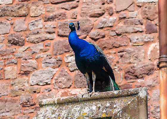 포토 JPG 해외이미지 동물 야생동물 백그라운드 패턴 자연 조류 사람없음 초록색 파란색 컬러풀 뷰티 머리 활발 흰색 우아함 공작 깃털 묘사 꿩 고립 해외포토 컬러 컨셉 무늬 신체부위 생태계 파일형식 이미지허브