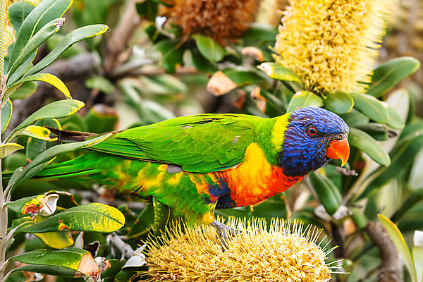 포토 JPG 해외이미지 나무 동물 공원 꽃 야생동물 백그라운드 무지개 오렌지 자연 조류 앉기 사람없음 야외 가로 빨간색 초록색 파란색 반려동물 컬러풀 노란색 정원 벚꽃 호주 먹기 깃털 부리 앵무새 시드니 동물상 멜버른 수유 잉꼬 해외포토 자연요소 식물 공공시설 컬러 과일 모션 조형물 오세아니아 생태계 파일형식 이미지허브