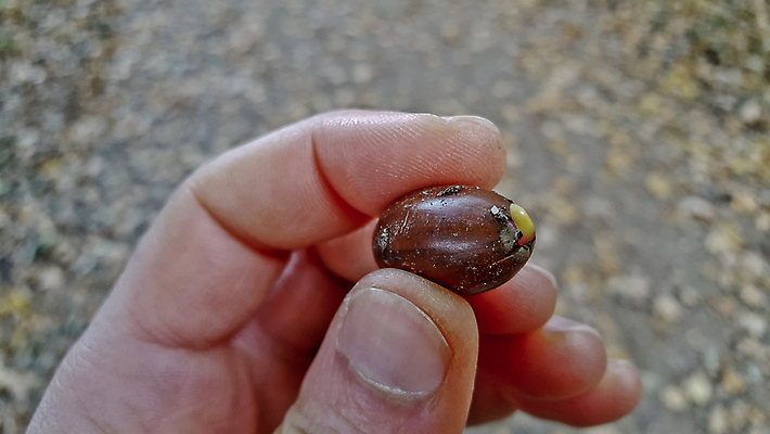 포토 JPG 해외이미지 손 손가락 자연 관리 사람없음 새싹 잡기 출발 쇼 도토리 보여주기 리빙 내추럴 처음 해외포토 식물 컨셉 모션 신체부위 견과류 생태계 파일형식 이미지허브