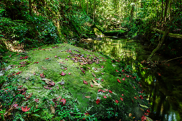 포토 JPG 해외이미지 나무 식물 계절 공원 단풍 잎 태국 자연 이끼 사람없음 야외 빨간색 초록색 환경 성장 가을 황무지 숲 질감 내추럴 생태학 해외포토 공공시설 교육 아시아 컬러 생태계 파일형식 이미지허브