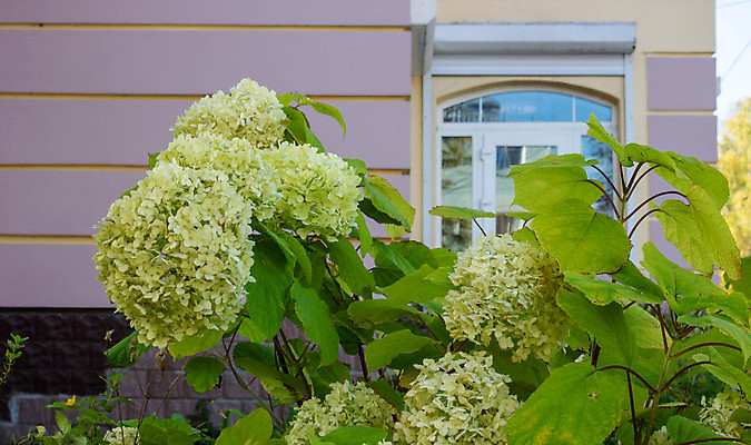 포토 JPG 해외이미지 식물 디자인 계절 공원 꽃잎 꽃 결혼 꽃무늬 자연 종류 사람없음 야외 초록색 여름 뷰티 정원 미국 벚꽃 가을 흰색 붓 개화 닫기 관목 원예 조경 수국 내추럴 해외포토 나무 공공시설 컬러 북아메리카 무늬 모션 이벤트 취미 생태계 파일형식 이미지허브