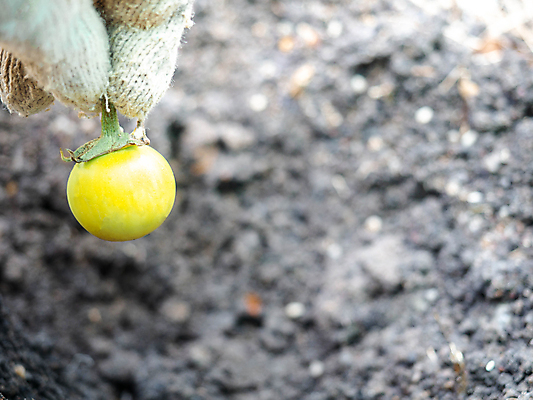 포토 JPG 해외이미지 식물 계절 음식 장갑 백그라운드 잎 농업 채소 과일 재료 태국 자연 가지 건강 요리 동양인 사람없음 초록색 농작물 농장 노란색 정원 흙 수확 성장 신선 농부 먹기 유기농 원예 밭일 숙성 온실 채식주의자 해외포토 직업 웰빙 잡화 산업 아시아 컬러 모션 인종 취미 생태계 채식 파일형식 이미지허브