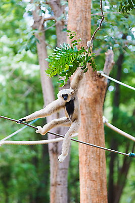 포토 JPG 해외이미지 동물 야생동물 밧줄 장난 포유류 자연 놀이 동물원 사람없음 원숭이 그네 유인원 해외포토 줄 생태계 파일형식 이미지허브