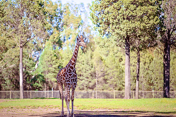 포토 JPG 해외이미지 식물 동물 외관 응시 남자 꽃 야생동물 잎 패턴 과일 아프리카 초식동물 뿔 서기 성인 사람없음 갈색 머리 코트 흰색 보호 큼 기린 목 멸종 케냐 특별함 반추동물 해외포토 시선 나라 컬러 컨셉 무늬 포유류 모션 사람 신체부위 외투 크기 파일형식 이미지허브