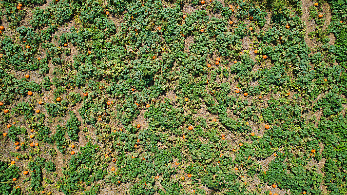 포토 JPG 해외이미지 식물 계절 줄기 백그라운드 밭 농업 채소 오렌지 부분 자연 호박 안테나 풍경 사람없음 야외 컬러풀 농장 일출 일몰 할로윈 수확 가을 원예 조경 장면 추수감사절 스쿼시 드론 밭일 숙성 조감도 많음 세련 해외포토 산업 기독교 스포츠 컬러 컨셉 과일 통신 취미 구기 노을 생태계 파일형식 이미지허브
