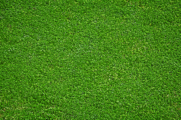 포토 JPG 해외이미지 공원 백그라운드 밭 텍스트 바닥 잔디 사람없음 야외 가로 초록색 정원 축구 봄 카펫 활발 보호 강의 클럽 원예 질감 내추럴 넣기 해외포토 식물 계절 공공시설 컬러 컨셉 농업 모션 취미 구기 파일형식 이미지허브