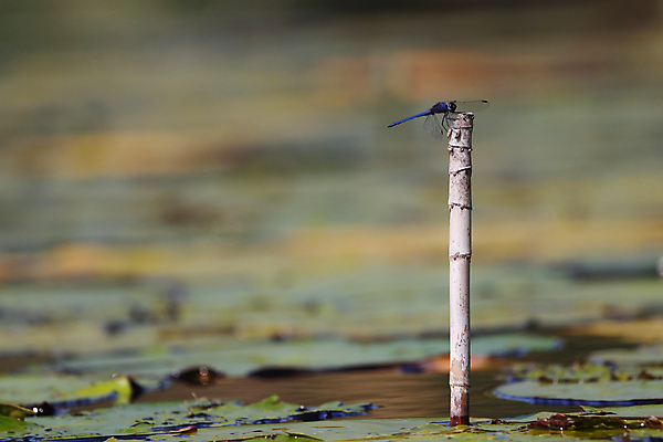 포토 JPG 해외이미지 동물 호수 야생동물 곤충 백그라운드 자연 종류 앉기 사람없음 가로 초록색 물 파란색 환경 보라색 사진촬영 연못 벌레 잠자리 흉부 대나무 꼬리 서식지 내추럴 패드 남아프리카 해외포토 자연요소 나무 컬러 모션 아프리카 촬영 호흡기관 생태계 파일형식 이미지허브