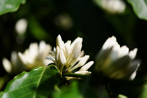 포토 JPG 해외이미지 나무 식물 꽃 산업 커피 음료 음식 백그라운드 잎 꽃무늬 농업 과일 자연 사람없음 야외 초록색 농장 정원 봄 수확 성장 벚꽃 흰색 나뭇가지 신선 개화 묘사 유기농 날것 향기 냄새 아로마 내추럴 숙성 아라비카 해외포토 웰빙 계절 컬러 무늬 생태계 파일형식 이미지허브