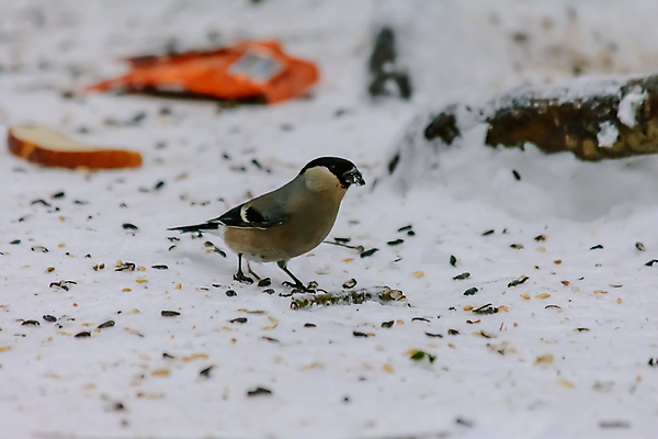 포토 JPG 해외이미지 동물 계절 공원 야생동물 음식 빵 백그라운드 겨울 날개 자연 조류 날씨 씨앗 사람없음 야외 뷰티 크래커 환경 정원 냉동 추위 숲 작음 먹이 낟알 깃털 생물학 꼬리 서리 부리 내추럴 동물상 수수 수유 제설기 눈내림 해외포토 식물 공공시설 교육 눈_날씨 조형물 쿠키 크기 생태계 제설 파일형식 이미지허브