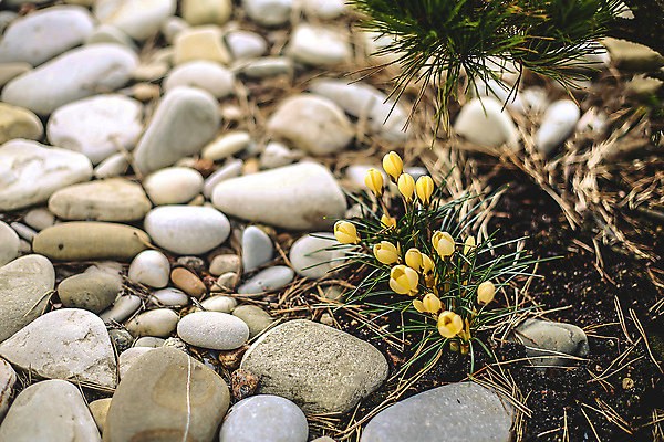 포토 JPG 해외이미지 식물 계절 꽃 바다 꽃다발 백그라운드 잎 꽃무늬 밭 자연 사람없음 초록색 컬러풀 뷰티 노란색 봄 안개 조약돌 흰색 신선 개화 그룹 닫기 숲 작음 4월 속도 내추럴 사방 헌병 해외포토 컬러 무늬 농업 모션 날씨 군인 돌_바위 날짜 크기 생태계 파일형식 이미지허브