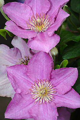 포토 JPG 해외이미지 식물 꽃잎 꽃 꽃무늬 자연 사람없음 정원 보라색 봄 벚꽃 개화 원예 꽃수술 해외포토 계절 컬러 무늬 취미 생태계 파일형식 이미지허브