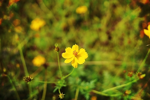 포토 JPG 해외이미지 나무 식물 계절 공원 꽃잎 꽃 행복 백그라운드 꽃무늬 밭 농업 자연 풍경 잔디 사람없음 야외 장식 초록색 여름 햇빛 뷰티 농장 노란색 환경 정원 맑음 봄 벚꽃 시골 신선 땅 장면 내추럴 해외포토 공공시설 감정 산업 컬러 무늬 날씨 태양 생태계 파일형식 이미지허브