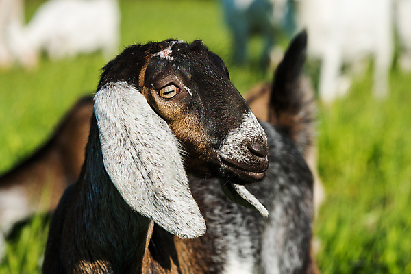 포토 JPG 해외이미지 동물 여자 얼굴 어린이 밭 포유류 아프리카 자연 염소 육류 서기 사람없음 야외 초록색 울타리 농장 농경지 갈색 머리 시골 군중 혀 귀 남쪽 내추럴 외양간 기르기 밭일 혼자 해외포토 나라 컬러 농업 식재료 모션 사람 신체부위 담장 입 방향 생태계 돌봄 파일형식 이미지허브
