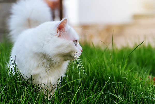 포토 JPG 해외이미지 동물 1 응시 행복 백그라운드 포유류 자연 놀이 수염 앉기 사람없음 초록색 파란색 반려동물 뷰티 고양이 웹 줄무늬 흰색 작음 귀 솜털 해외포토 시선 감정 컬러 무늬 인터넷 모션 신체부위 크기 생태계 파일형식 이미지허브