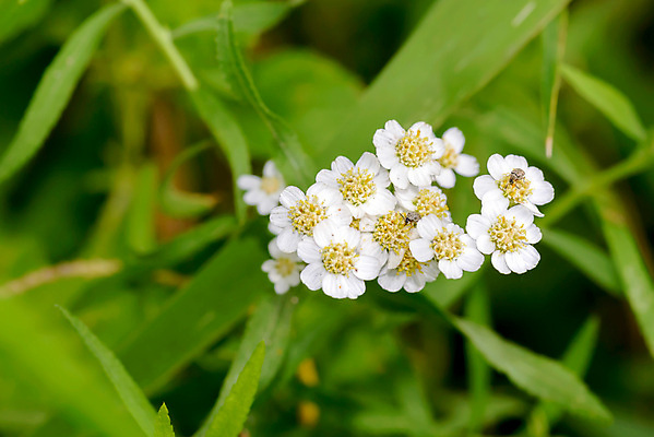 포토 JPG 해외이미지 식물 꽃 백그라운드 잎 자연 국화 건강 사람없음 초록색 들꽃 벚꽃 흰색 개화 닫기 벌레 약초 허브 딱정벌레 해외포토 컬러 곤충 모션 풀_식물 생태계 파일형식 이미지허브
