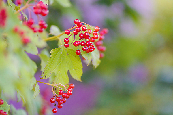 포토 JPG 해외이미지 나무 식물 계절 열매 음식 잎 크리스마스 자연 화살 건강 사람없음 야외 장식 빨간색 초록색 컬러풀 약 정원 맑음 활발 수확 성장 가을 나뭇가지 그룹 소프트포커스 다발 유기농 숙성 채식주의자 많음 해외포토 웰빙 기념일 컬러 컨셉 농업 의학 날씨 촬영기법 생태계 채식 파일형식 이미지허브