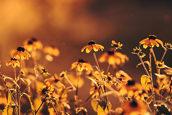 포토 JPG 해외이미지 식물 계절 꽃잎 꽃 백그라운드 꽃무늬 밭 오렌지 자연 하늘 전등 풍경 사람없음 야외 초록색 여름 태양 뷰티 노란색 정원 일몰 봄 벚꽃 가을 개화 저녁 허브 생물학 데이지 보케 꿀 내추럴 금잔화 해외포토 자연요소 교육 컬러 무늬 농업 과일 조명 노을 야간 생태계 파일형식 이미지허브
