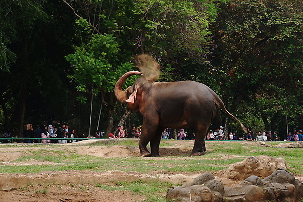 포토 JPG 해외이미지 동물 공원 아시아 얼굴 야생동물 섬 여행 백그라운드 포유류 자연 초식동물 코끼리 수영장 동물원 동양인 사람없음 야외 물 머리 힘 회색 보호 숲 큼 피부 코 귀 인도네시아 내추럴 고립 동물상 전국 해외포토 자연요소 공공시설 나라 컬러 컨셉 인종 신체부위 조형물 크기 생태계 파일형식 이미지허브