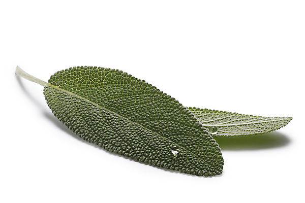 포토 JPG 해외이미지 음식 잎 재료 요리 사람없음 흰색 물방울 허브 고립 세이지 해외포토 식물 컬러 파일형식 이미지허브