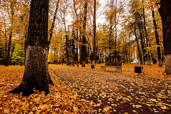 포토 JPG 해외이미지 주간 공원 단풍 낙엽 벤치 단풍나무 풍경 사람없음 야외 주황색 가을 해외포토 자연요소 나무 계절 공공시설 컬러 잎 의자 파일형식 이미지허브