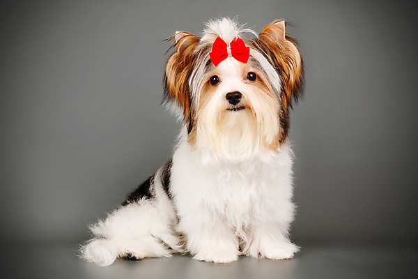 포토 JPG 해외이미지 나무 동물 1 행복 새끼 백그라운드 크리스마스 공 휴가 새로움 털 미소 사람없음 장식 빨간색 반려동물 산타클로스 귀여움 검은색 거울 흰색 개 달콤 강아지 작음 샴페인 요크셔테리어 테리어 연도 활 솜털 송곳니 기르기 비버 삼색 해외포토 식물 기념일 감정 컬러 컨셉 포유류 주류 표정 맛 치아 크기 돌봄 파일형식 이미지허브