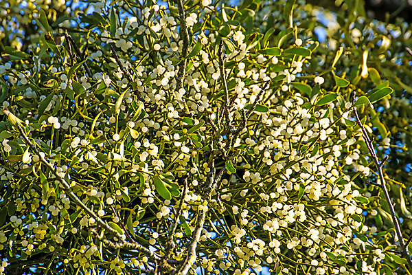포토 JPG 해외이미지 나무 식물 열매 단풍 잎 자연 사람없음 치료 초록색 파란색 약 흰색 앨범 암 테라피 숙성 해외포토 컬러 의학 뷰티 질병 생태계 파일형식 이미지허브