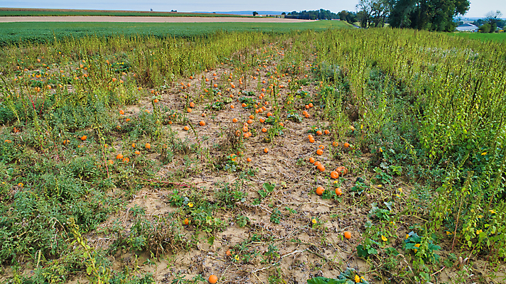포토 JPG 해외이미지 식물 계절 줄기 백그라운드 밭 농업 채소 오렌지 부분 자연 호박 안테나 풍경 사람없음 야외 컬러풀 농장 일출 일몰 할로윈 수확 가을 원예 조경 장면 추수감사절 스쿼시 드론 밭일 숙성 조감도 많음 세련 해외포토 산업 기독교 스포츠 컬러 컨셉 과일 통신 취미 구기 노을 생태계 파일형식 이미지허브