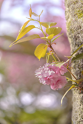 포토 JPG 해외이미지 나무 식물 구름 계절 공원 꽃잎 꽃 분홍색 백그라운드 잎 자연 하늘 사람없음 야외 파란색 컬러풀 뷰티 정원 일본 봄 흰색 나뭇가지 신선 화려 체리 도쿄 붓꽃 내추럴 창백 방법 해외포토 자연요소 공공시설 아시아 컬러 컨셉 과일 생태계 파일형식 이미지허브