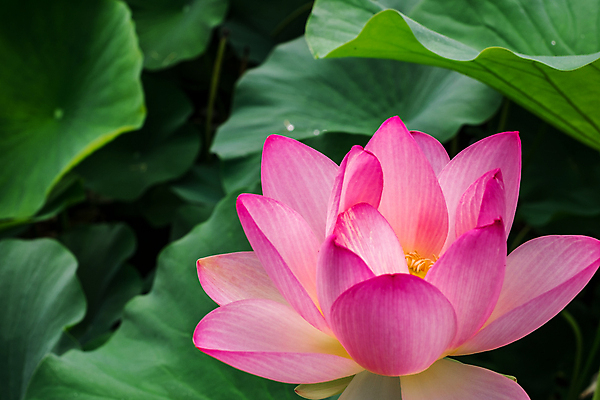 포토 JPG 해외이미지 식물 꽃잎 꽃 호수 줄기 분홍색 잎 자연 이집트 동양인 사람없음 초록색 물 뷰티 평화 정원 고요 봄 벚꽃 연못 개화 순수 신성 부쿠레슈티 해외포토 자연요소 계절 컬러 컨셉 아프리카 인종 생태계 루마니아 파일형식 이미지허브