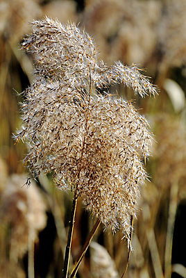 포토 JPG 해외이미지 나무 식물 디자인 계절 호수 줄기 백그라운드 꽃무늬 밭 자연 지팡이 아침 건조 따뜻함 갈대 씨앗 사람없음 야외 장식 물 빛 햇빛 태양 갈색 노란색 봄 가을 연못 달콤 내추럴 해외포토 주간 자연요소 꽃 컬러 무늬 농업 맛 생태계 파일형식 이미지허브