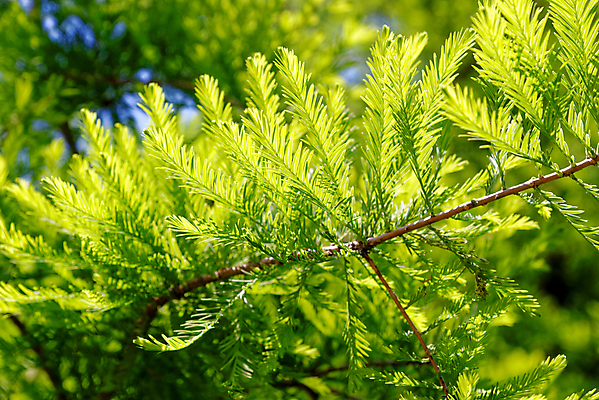 포토 JPG 해외이미지 나무 식물 계절 공원 야생동물 백그라운드 잎 자연 벽지 사람없음 야외 목재 장식 초록색 노란색 환경 정원 성장 나뭇가지 신선 닫기 숲 묘사 대머리 상록수 침엽수 내추럴 해외포토 동물 헤어스타일 공공시설 컬러 재료 모션 생태계 파일형식 이미지허브