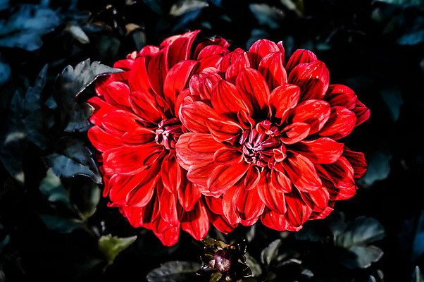 포토 JPG 해외이미지 식물 계절 공원 꽃잎 꽃 줄기 분홍색 꽃무늬 사람없음 야외 장식 초록색 정원 활발 가을 축하 달리아 원예 내추럴 엘리먼트 해외포토 공공시설 컬러 컨셉 무늬 취미 파일형식 이미지허브