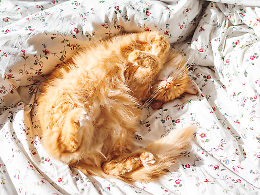 포토 JPG 해외이미지 한마리 실내 사람없음 반려동물 햇빛 고양이 이불 침대 반려묘 안락 해외포토 동물 1 가구 컨셉 포유류 침구 내부 태양 파일형식 이미지허브