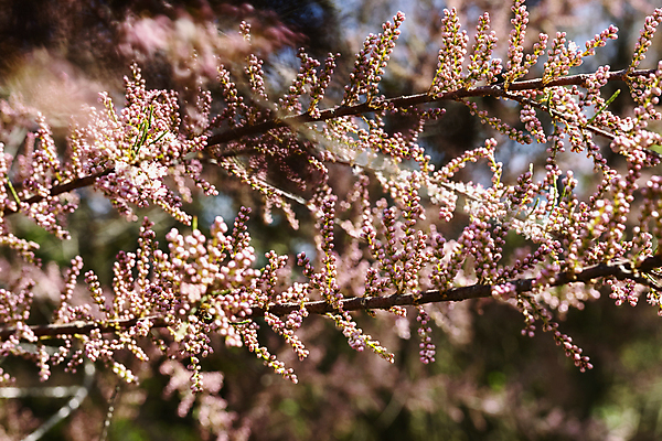 포토 JPG 해외이미지 나무 식물 공원 꽃 분홍색 백그라운드 꽃무늬 자연 사람없음 야외 장식 빨간색 햇빛 정원 맑음 봄 성장 벚꽃 나뭇가지 신선 개화 보케 해외포토 계절 공공시설 컬러 무늬 날씨 태양 생태계 파일형식 이미지허브