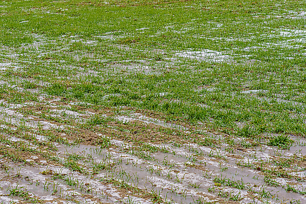 포토 JPG 해외이미지 식물 계절 겨울 밭 농업 자연 하늘 날씨 풍경 사람없음 야외 초록색 농작물 농장 농경지 새싹 환경 얼음 흙 추위 성장 시골 신선 12월 땅 시리얼 밀 유기농 1월 내추럴 밭일 줄서기 세련 해외포토 자연요소 웰빙 산업 음식 컬러 모션 곡류 날짜 생태계 파일형식 이미지허브